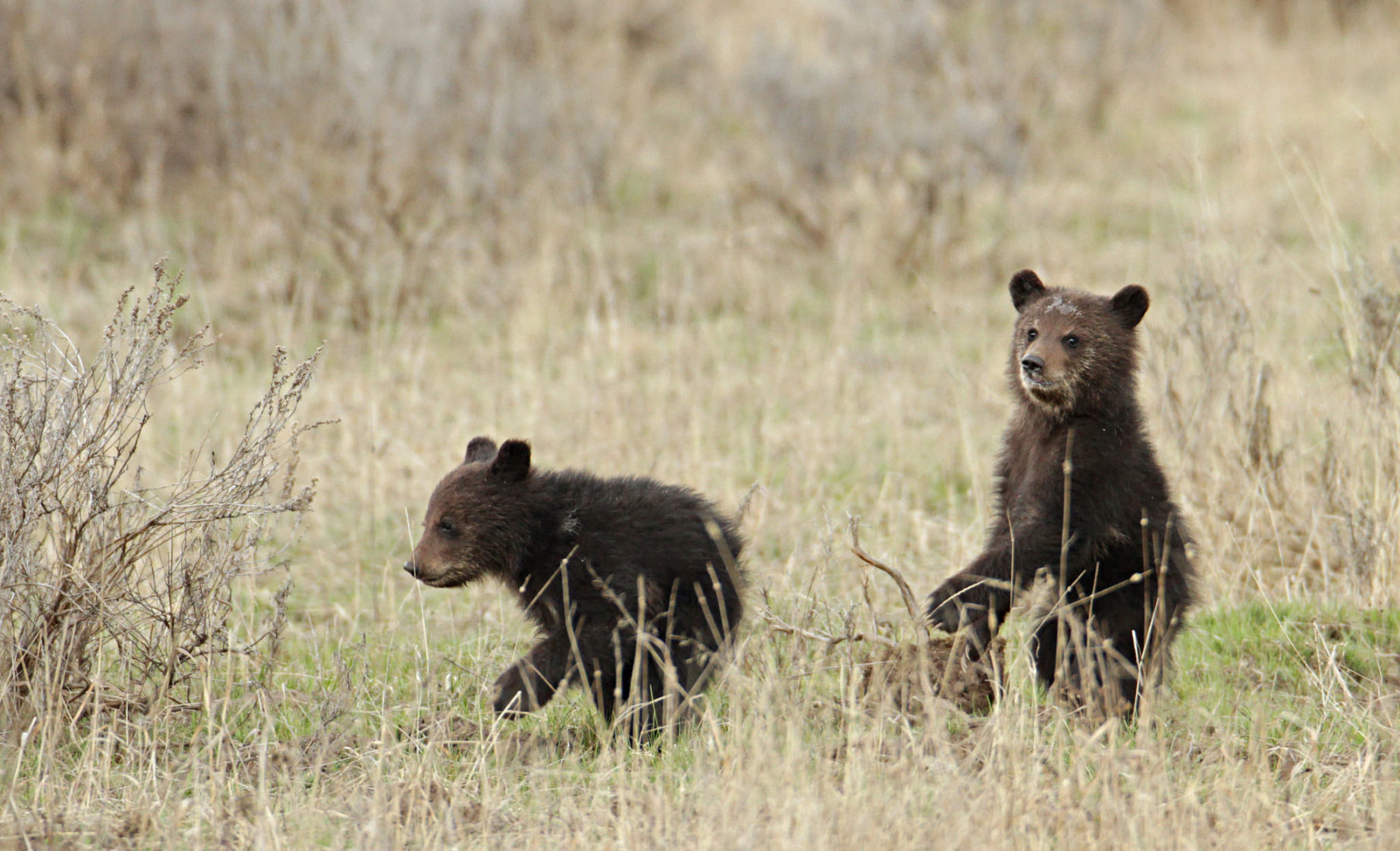 Grizzly cubs near Fishing Bridge
